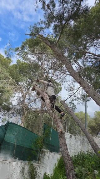 643 43 27 60 JARDINERO SERGIO