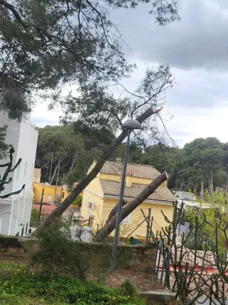 643 43 27 60 JARDINERO SERGIO