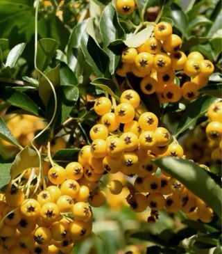 Pack arbustos comestibles 4 plantas