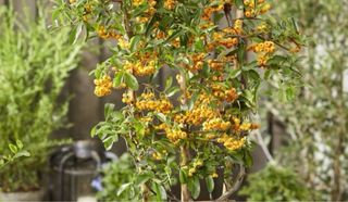 Pack arbustos comestibles 4 plantas