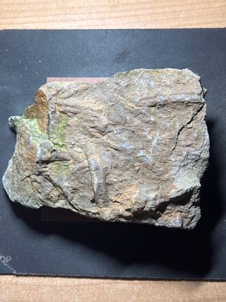 Espectacular! Cruzianas Fósil 480 Ma