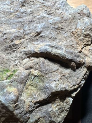 Espectacular! Cruzianas Fósil 480 Ma