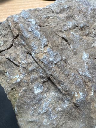 Espectacular! Cruzianas Fósil 480 Ma