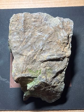 Espectacular! Cruzianas Fósil 480 Ma