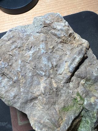 Espectacular! Cruzianas Fósil 480 Ma