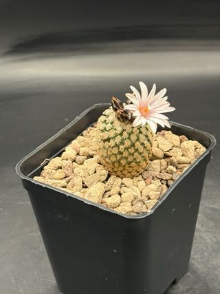 Pelecyphora Valdeziana - Cactus Fiorito
