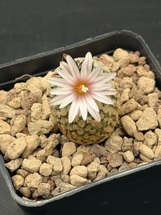 Pelecyphora Valdeziana - Cactus Fiorito