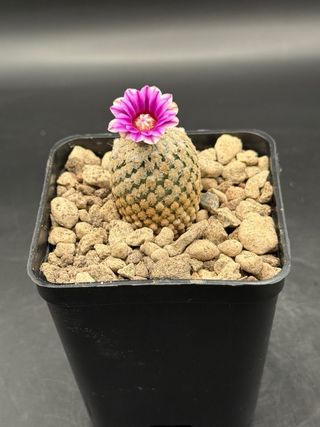 Pelecyphora Valdeziana - Cactus Fiorito