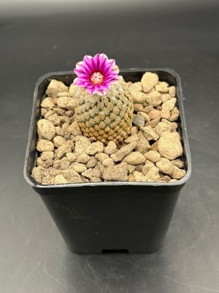 Pelecyphora Valdeziana - Cactus Fiorito