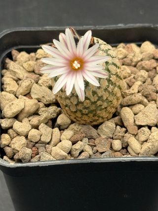 Pelecyphora Valdeziana - Cactus Fiorito