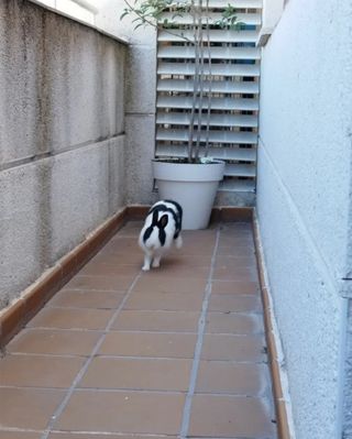 @ Alojamiento Residencia Guardería Conejos