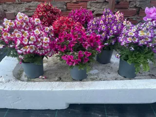 Plantas de jardín variadas