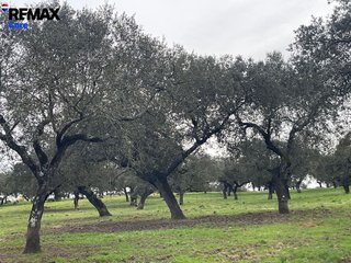 Terreno en venta en Jerez de los Caballeros