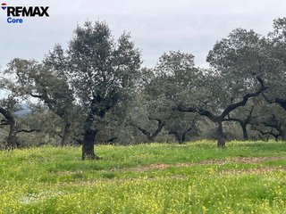 Terreno en venta en Jerez de los Caballeros
