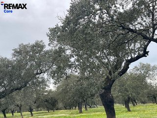 Terreno en venta en Jerez de los Caballeros