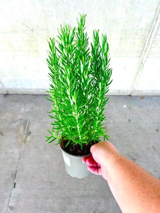 Plantas de Romero en maceta