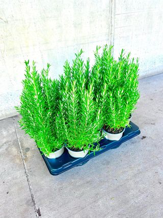 Plantas de Romero en maceta