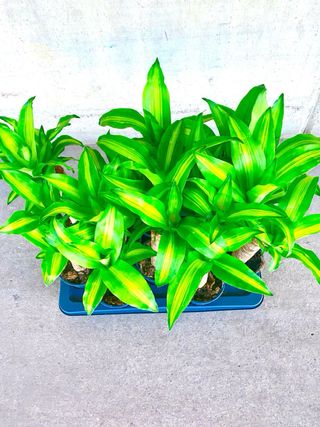 Planta interior Drácaena Tronco de Brasil