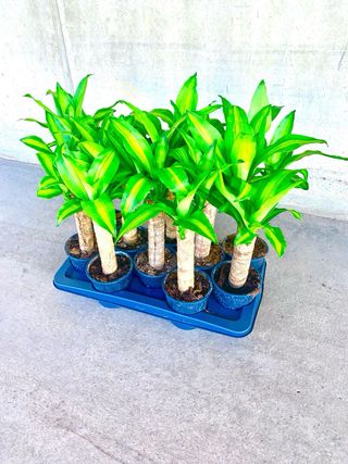 Planta interior Drácaena Tronco de Brasil