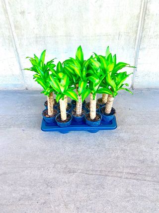 Planta interior Drácaena Tronco de Brasil