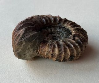 Fósil Amonite Pavlovia latrensis 5,3 cm