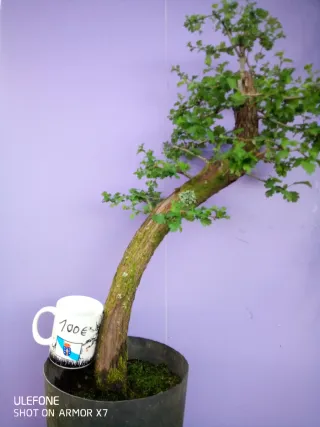 Prebonsais crataegus