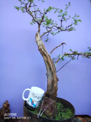 Prebonsais crataegus