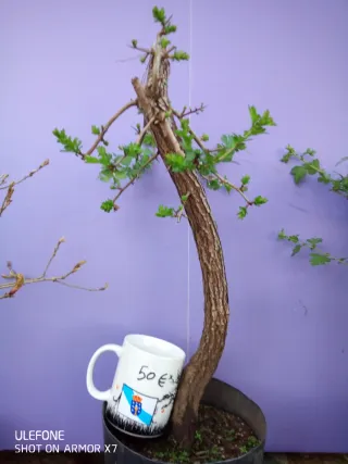 Prebonsais crataegus