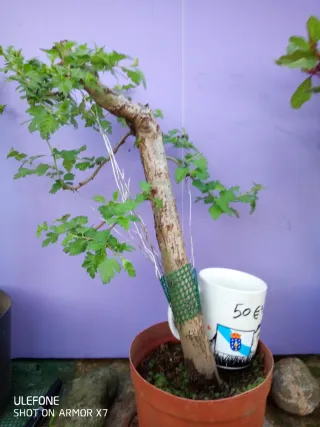 Prebonsais crataegus