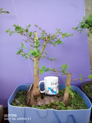 Prebonsais crataegus