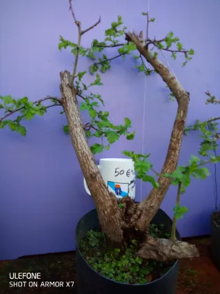 Prebonsais crataegus