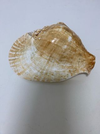 Concha Strombus Goliat