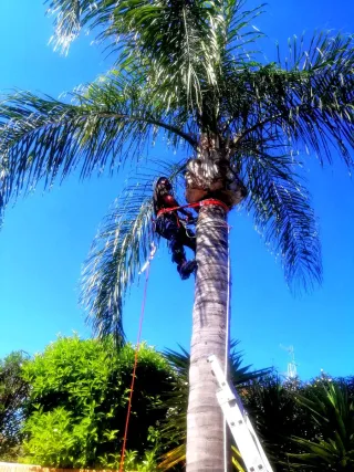 Jardinero