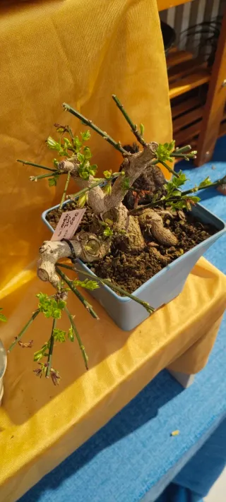 Jazmín grande con mucho carácter