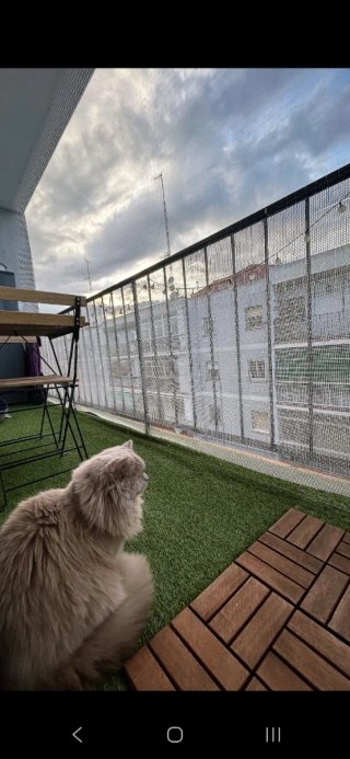 Red gato instalación malla montaje redes ⭐️⭐️⭐️⭐️⭐