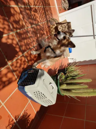 Transportín para mascotas azul y blanco