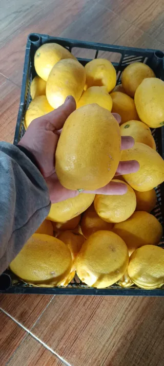 Limones frescos en cajas y bolsa