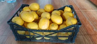 Limones frescos en cajas y bolsa