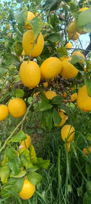 Limones frescos en cajas y bolsa