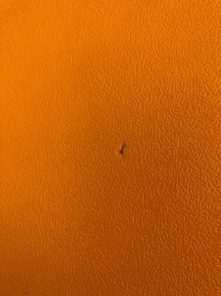 Tabla de surf OLAIAN con diseño de hojas