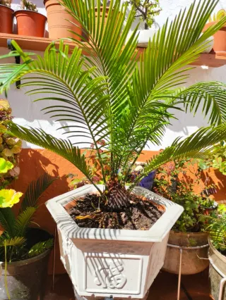 Maceta Cica con Palmera