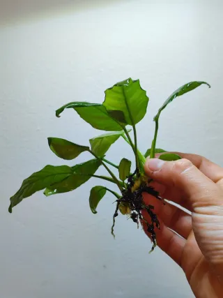 Anubia barteri- Planta Acuática