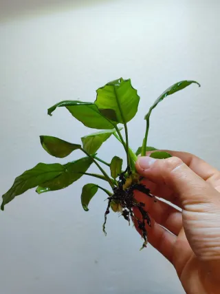 Anubia barteri- Planta Acuática