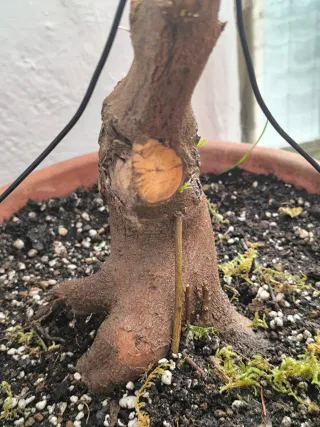 Pre bonsai Arce Buergerianum