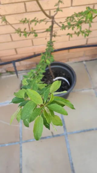 Ciruelo Mirobolán en maceta