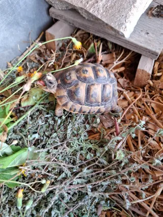 cuidador de animales