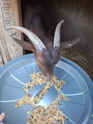 cuidador de animales