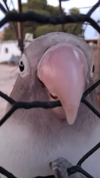 cuidador de animales