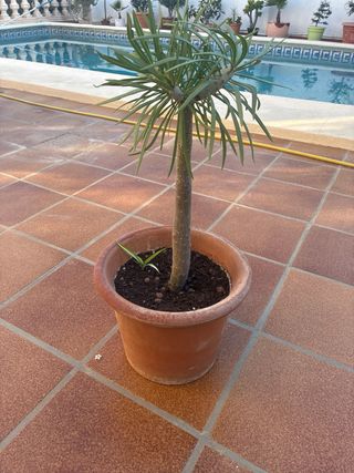 Kleinia Nerifolia (Verode / Drago Canario)