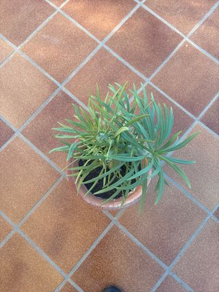 Kleinia Nerifolia (Verode / Drago Canario)